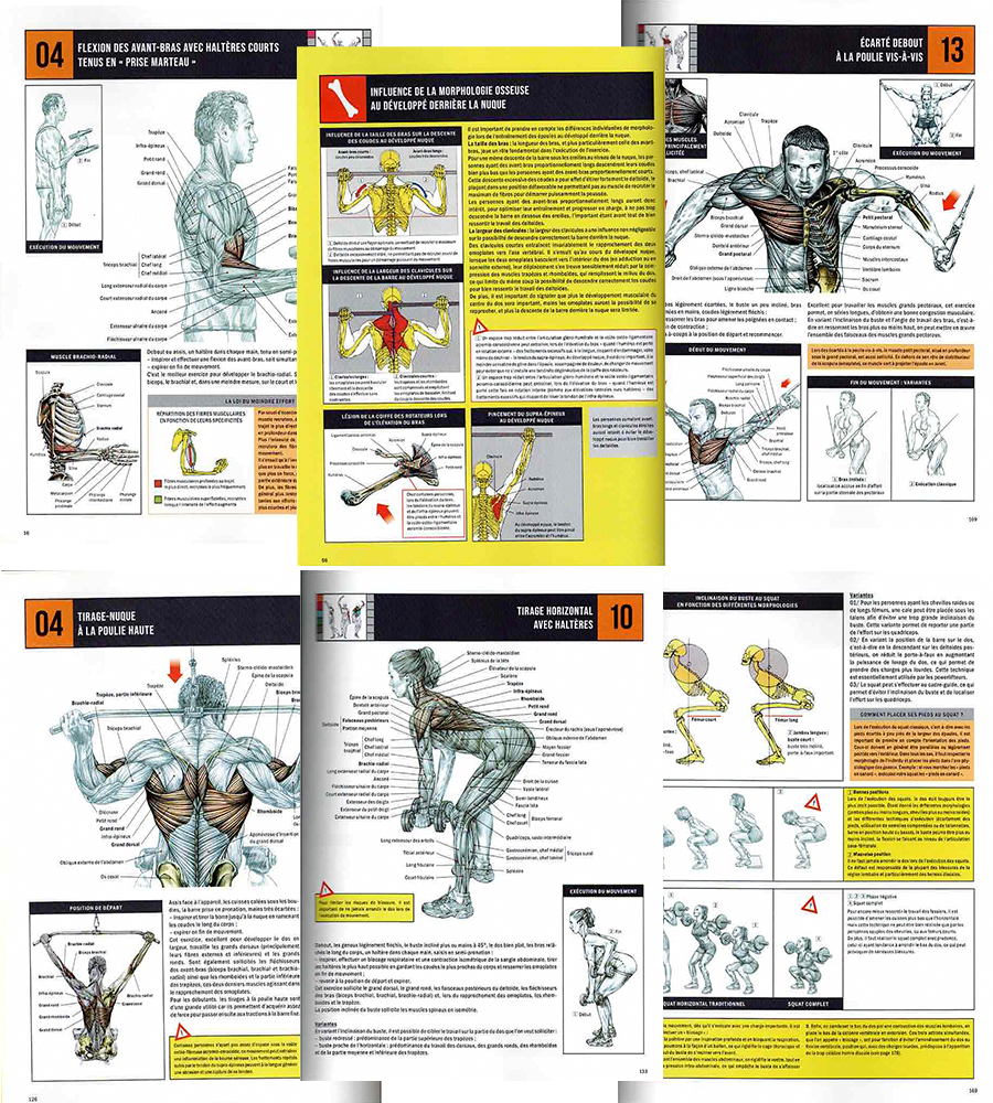 Comprendre l'anatomie de la musculation